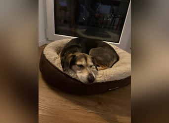 Ronja sucht ein Zuhause oder eine PS