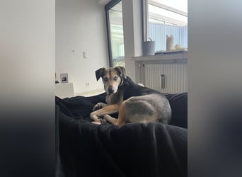 Ronja sucht ihr forever Home❤️