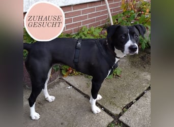 Kira sucht ihr Für-immer-Zuhause❤️