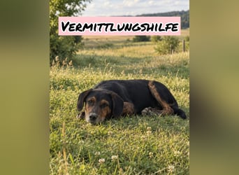 Vermittlungshilfe für Vito ❤️