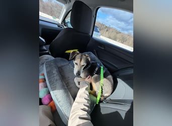 Ronja sucht ein Zuhause oder eine PS