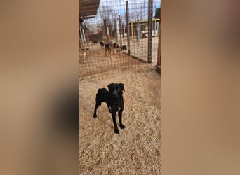 EAGLE sucht forever Home ❤️