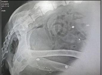 Notfall Nadezhda ❤️