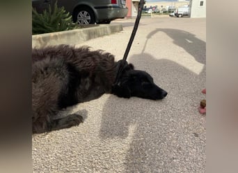 Zarte Arabica sucht forever Home❤️