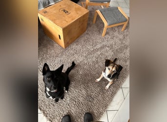 Ronja sucht ihr forever Home❤️