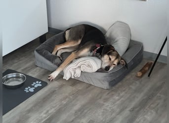 Ronja sucht ein Zuhause oder eine PS