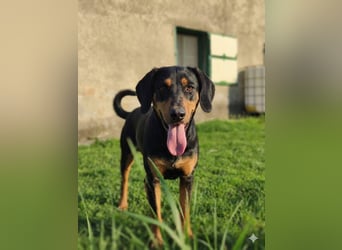 MOLI sucht ihr Glück ❤️