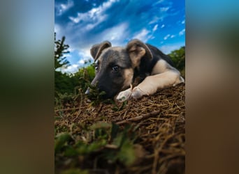 Welpe Noah sucht sein Zuhause ❤️