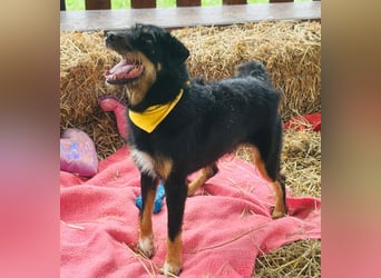 CARLO sucht sein perfect match ❤️