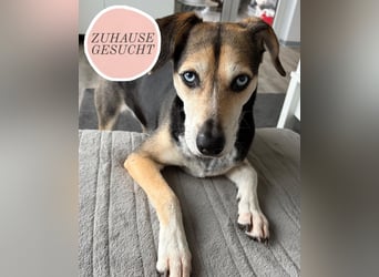 Ronja sucht ihr forever Home❤️