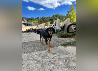 Vermittlungshilfe für Lola❤️