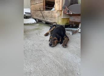 Vermittlungshilfe für Vito ❤️