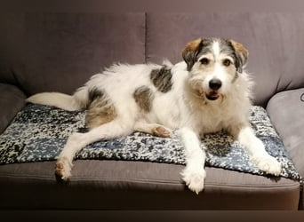Kuschelbär Sirius sucht sein Zuhause ❤️