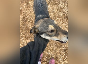 ARTHUR sucht seine Für-Immer-Familie❤️