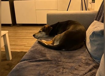 Ronja sucht ihr forever Home❤️