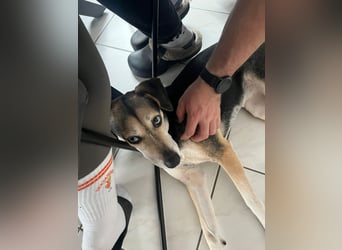 Ronja sucht ein Zuhause oder eine PS
