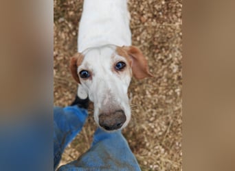 Zarte IRMA sucht Zuhause oder PS ❤️