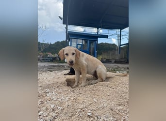 Vermittlungshilfe für Sunny ❤️