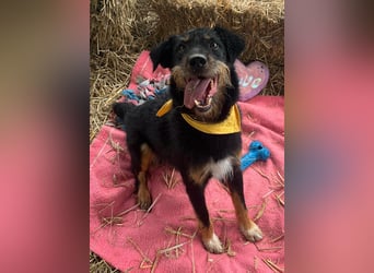 CARLO sucht sein perfect match ❤️