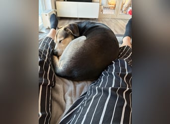 Ronja sucht ihr forever Home❤️