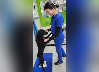 EAGLE sucht forever Home ❤️