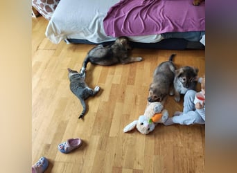 Welpe GODI sucht seine Familie ❤️