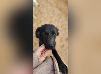 EAGLE sucht forever Home ❤️