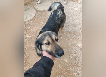 LOGAN sucht seine Familie ❤️