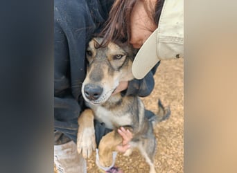 ARTHUR sucht seine Für-Immer-Familie❤️