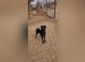 EAGLE sucht forever Home ❤️