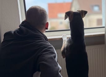 Ronja sucht ein Zuhause oder eine PS