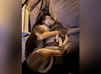 Ronja sucht ein Zuhause oder eine PS