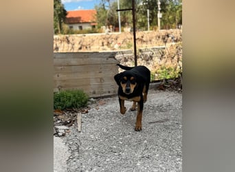 Vermittlungshilfe für Lola❤️