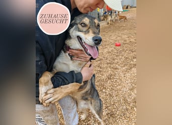 ARTHUR sucht seine Für-Immer-Familie❤️