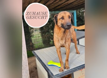 Lieber ROCCO sucht sein Zuhause❤️