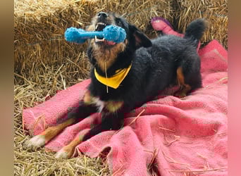 CARLO sucht sein perfect match ❤️