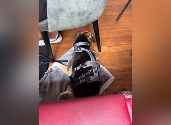 Ronja sucht ein Zuhause oder eine PS