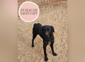 EAGLE sucht forever Home ❤️