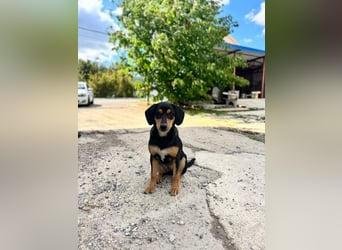 Vermittlungshilfe für Lola❤️