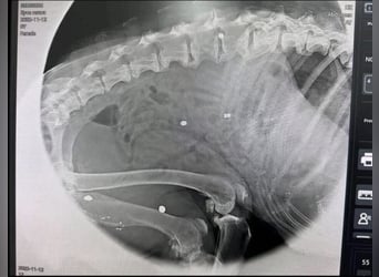 Notfall Nadezhda ❤️