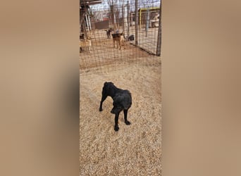 EAGLE sucht forever Home ❤️