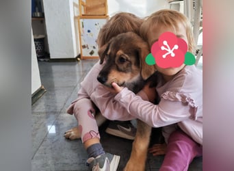 Welpe GODI sucht seine Familie ❤️