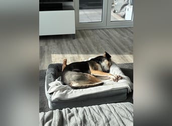 Ronja sucht ein Zuhause oder eine PS