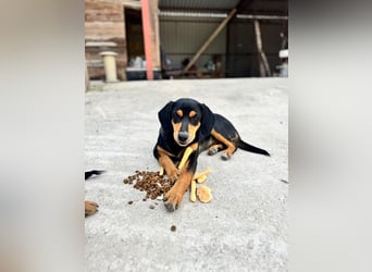 Vermittlungshilfe für Lola❤️