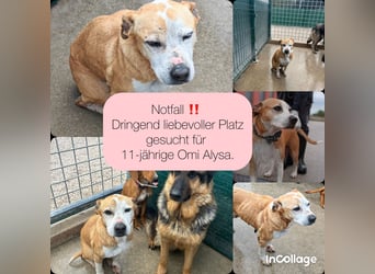 Vermittlungshilfe für Notfall Alysa ❤️