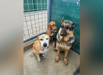 Vermittlungshilfe für Notfall Alysa ❤️