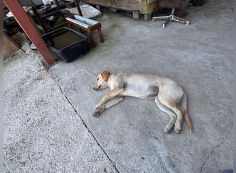 Vermittlungshilfe für Sunny ❤️