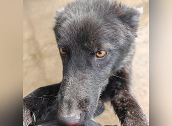 Liebe Mirka sucht ihre Familie ❤️