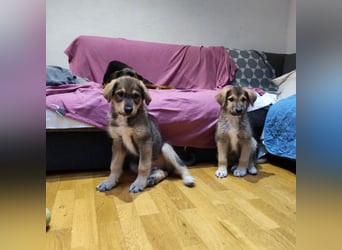 Welpe GODI sucht seine Familie ❤️