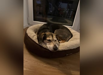 Ronja sucht ihr forever Home❤️